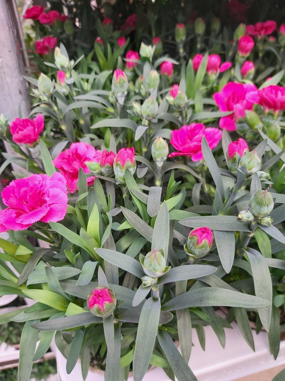 Dianthus-Nelke leuchtend rosa im Topf 10,5 cm 1 Pflanze