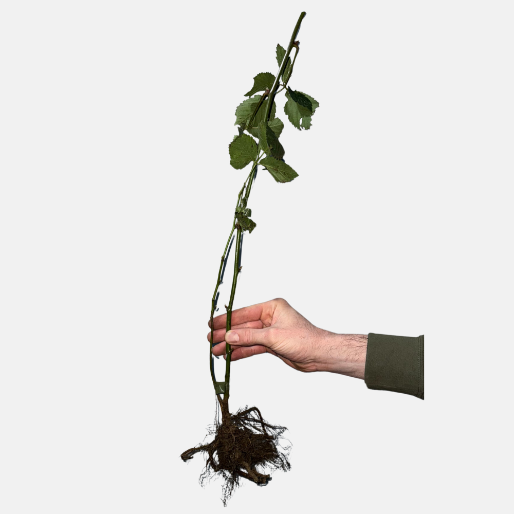 Mûrier sans épines 'Navaho' - Racines nues