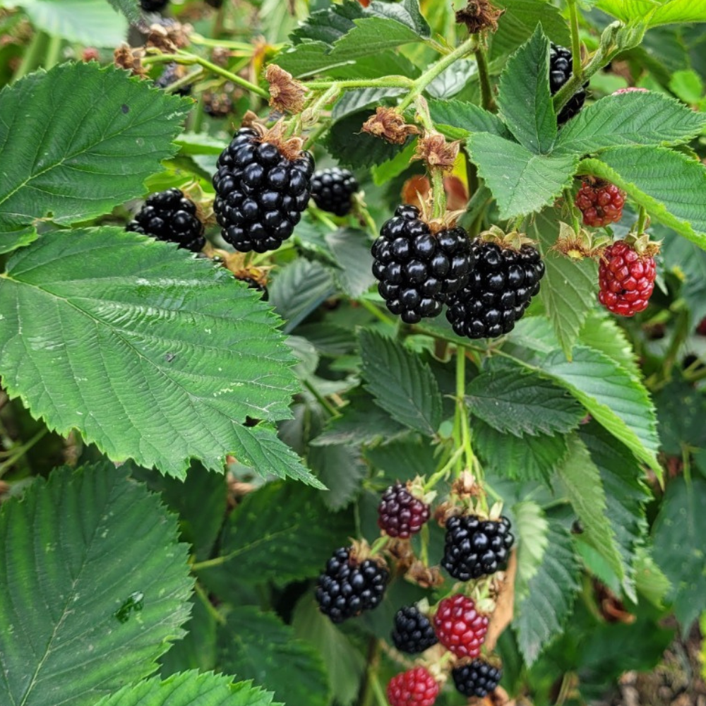 Mûrier sans épines 'Navaho' - Racines nues
