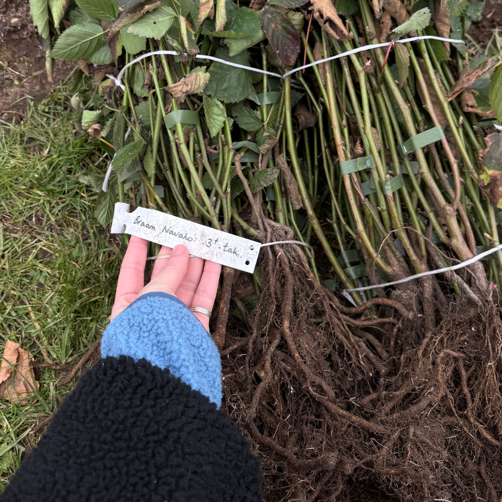 Mûrier sans épines 'Navaho' - Racines nues