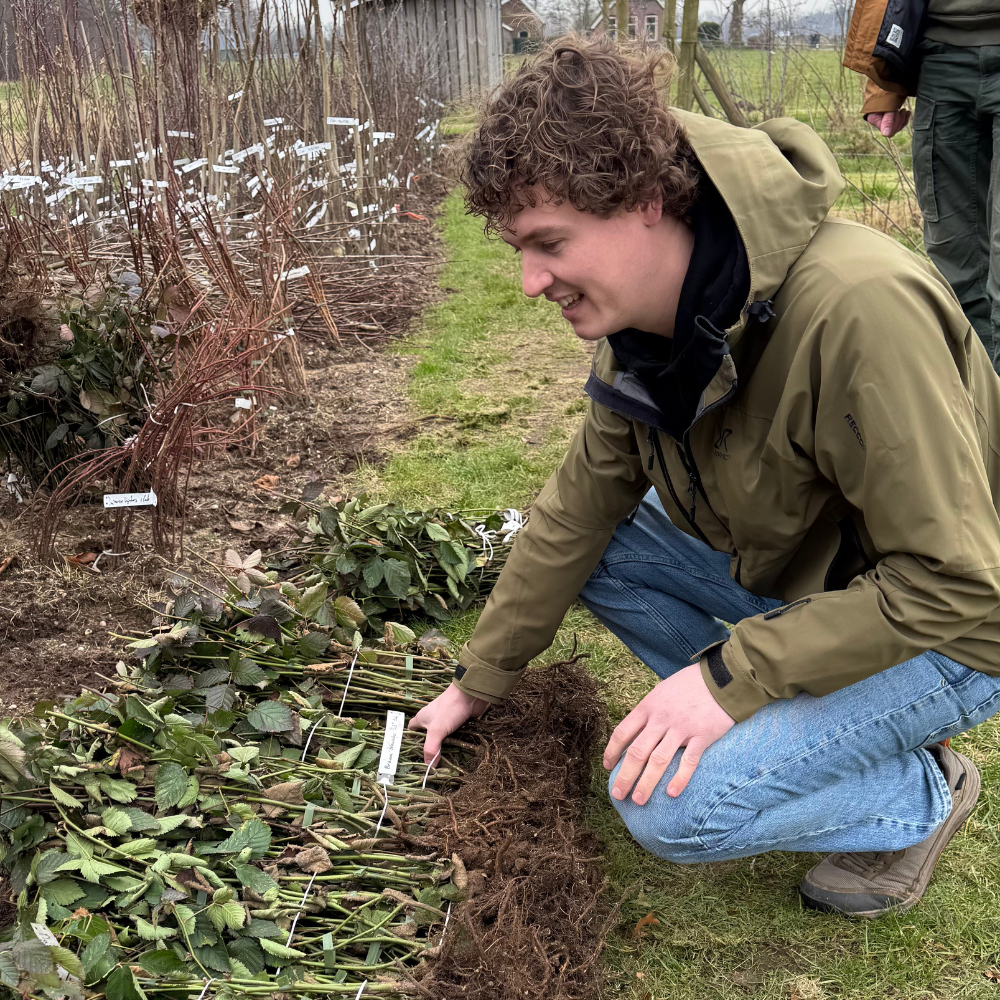 Mûrier sans épines 'Navaho' - Racines nues