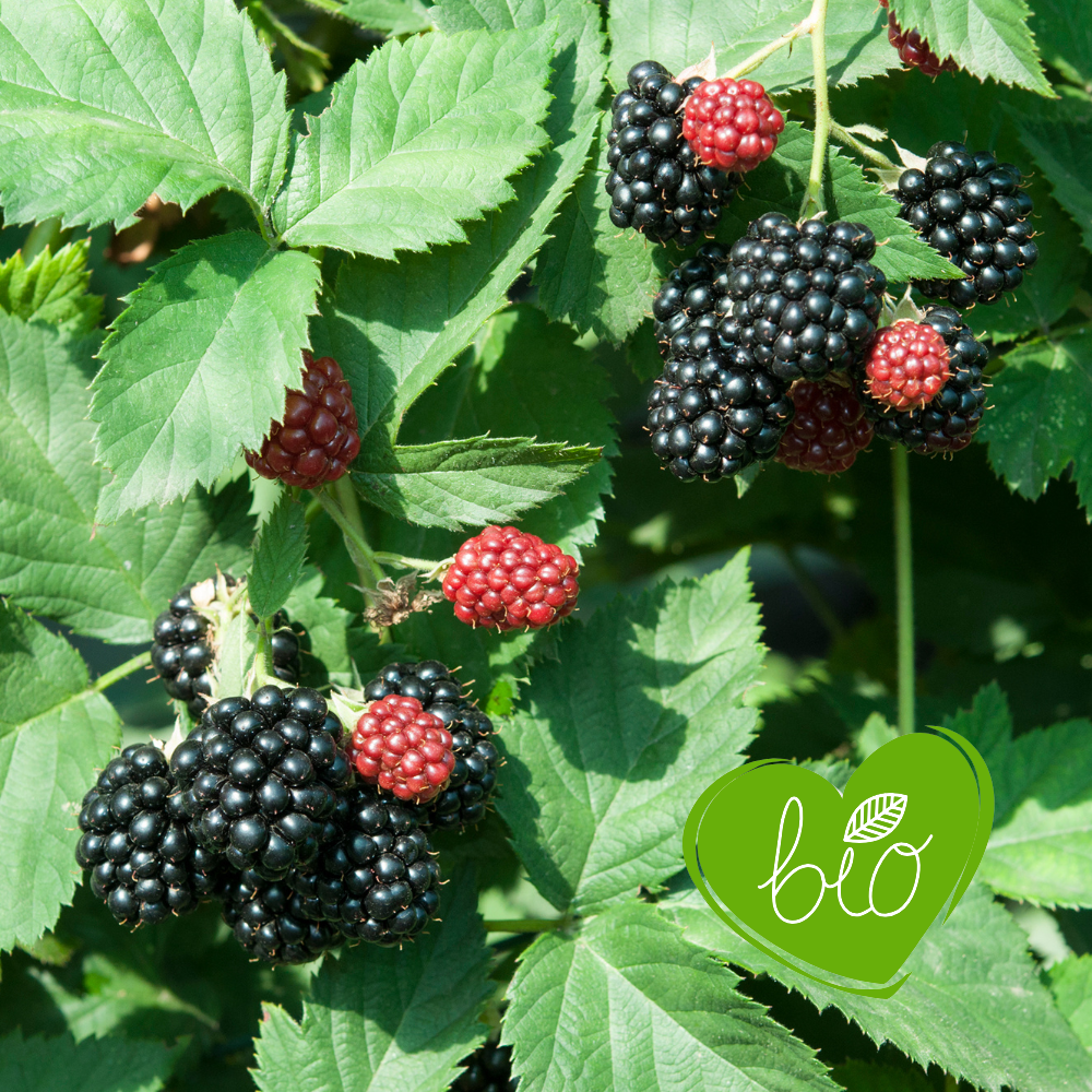 Thornless blackberry bush 'Chester Thornless' BIO - Late