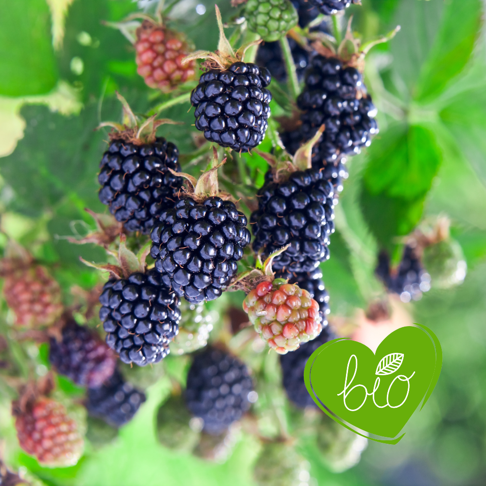 Thornless blackberry bush 'Lochness' BIO - Mid-season
