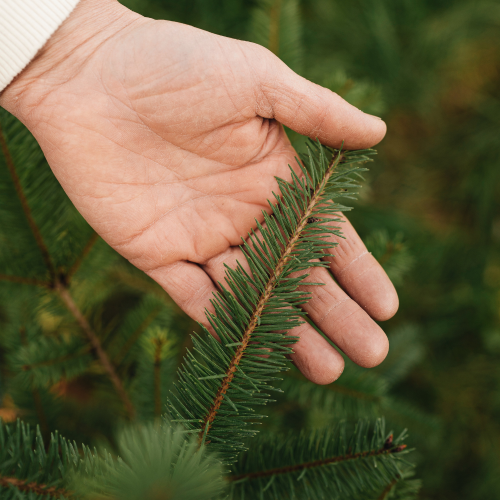 Poivre du Sichuan - Racines nues