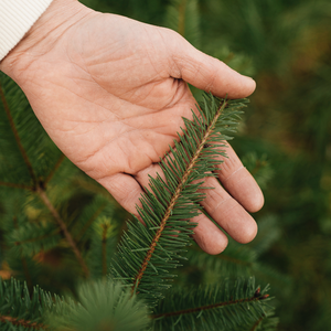 Poivre du Sichuan - Racines nues