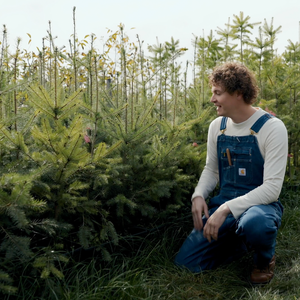 Poivre du Sichuan - Racines nues