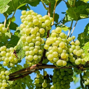 Grape white wine &amp; food Vitis vinifera 'Witte van der Laan' in 2 liter pot