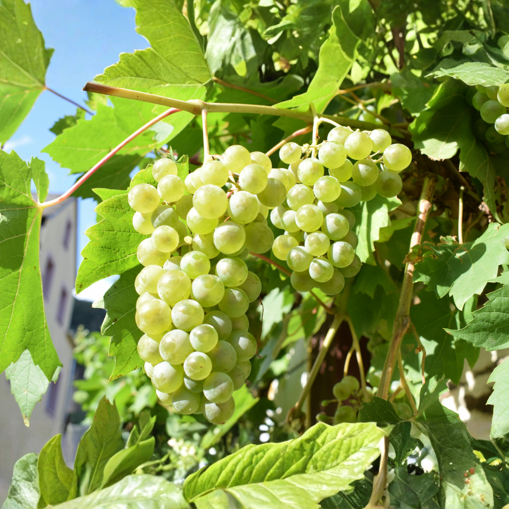 Vin blanc de raisin et dégustation de Vitis vinifera 'Witte van der Laan' en pot de 2 litres