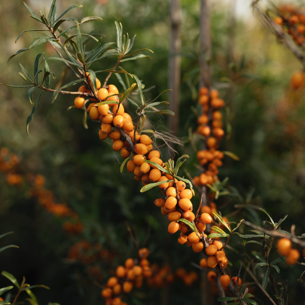 Châtaignier à tige basse BIO