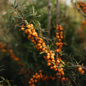 Châtaignier à tige basse BIO