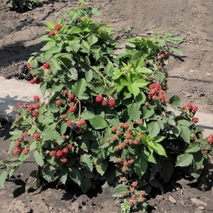 Mûrier nain sans épines 'Dima' (pour pots)