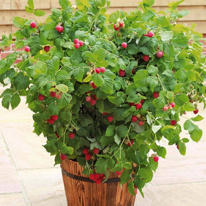 Framboise naine 'Ruby Beauty' (pour pot)