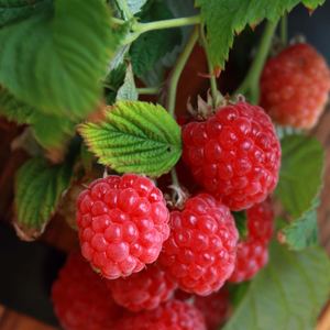 Framboise naine 'Ruby Beauty' (pour pot)