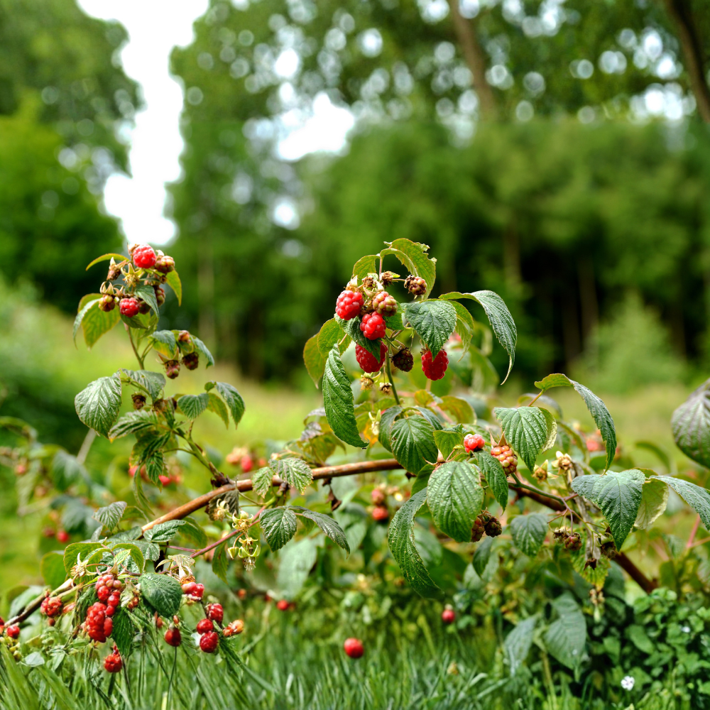 Dwarf raspberry 'Ruby Beauty' (for pots)