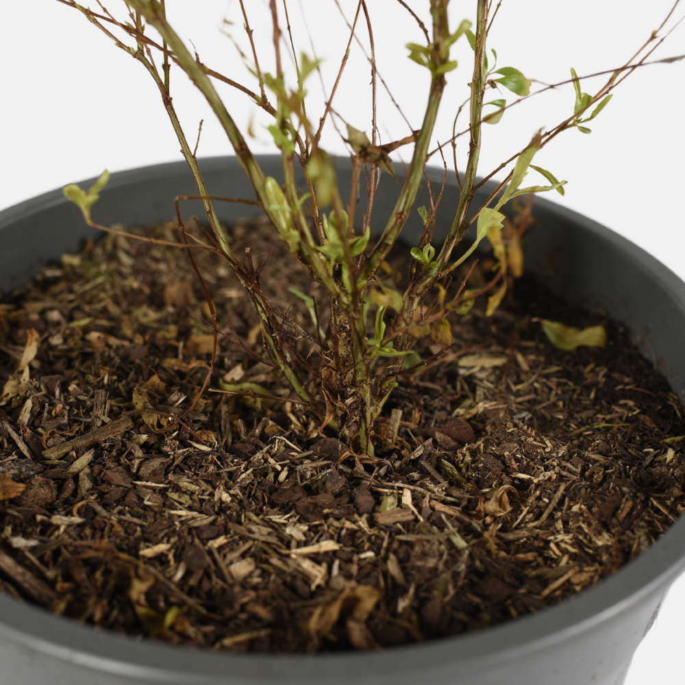 Dwarf pomegranate 'Nana'