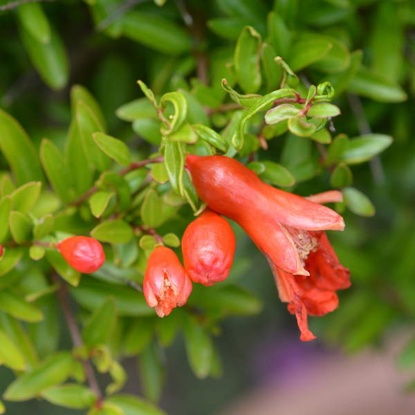 Dwarf pomegranate 'Nana' – PLUKKERS