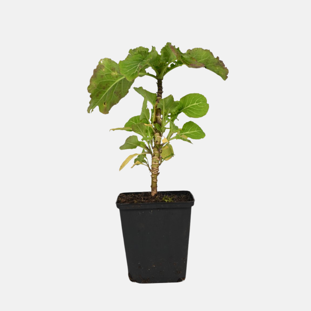 Eeuwige moes - P9 pot