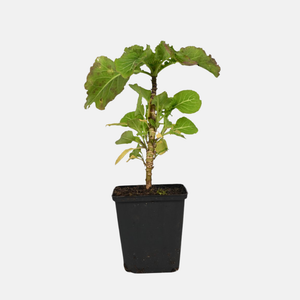 Eeuwige moes - P9 pot