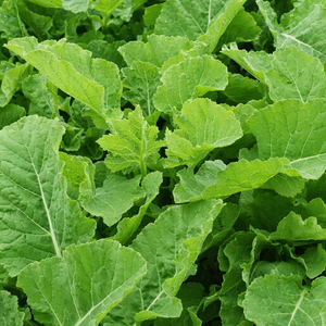 Eeuwige moes - P9 pot