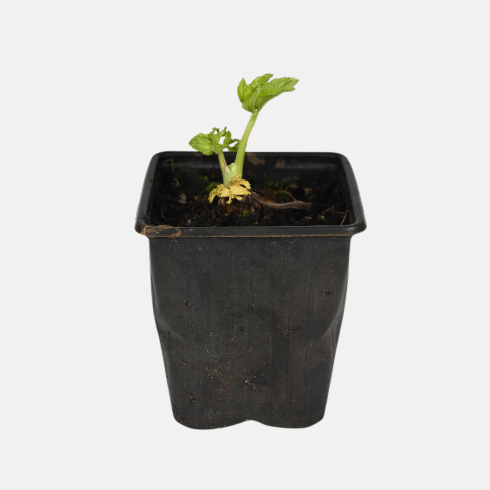 Engelwortel - P9 pot