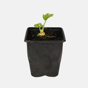 Engelwortel - P9 pot