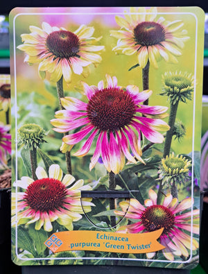 Echinacea ZONNEHOED 'Green twister' in p11 pot - 1 plant