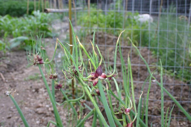 Egyptische ui - boomui - doorlevende ui - Allium cepa proliferum - 1 stuk BIO