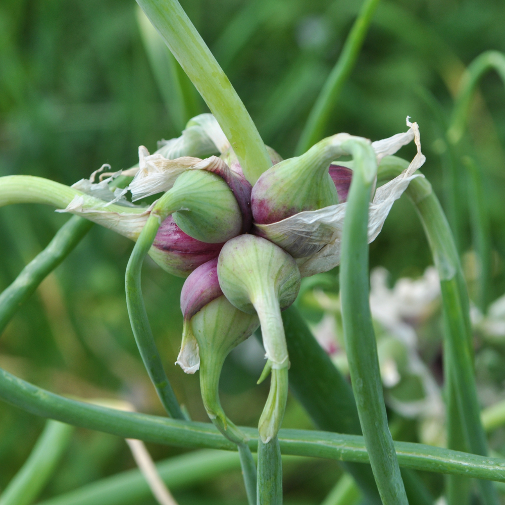 Egyptische ui - boomui - doorlevende ui - Allium cepa proliferum - 1 stuk BIO