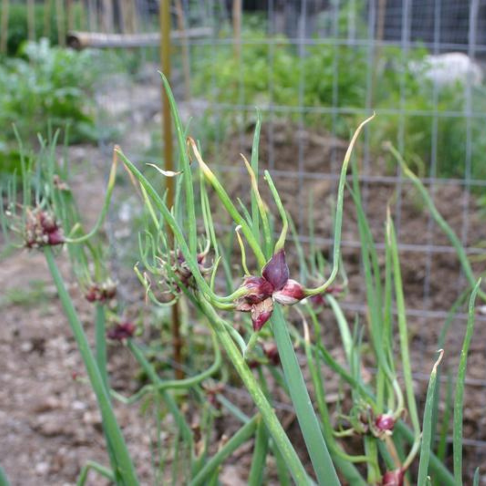 Ägyptische Zwiebel - Baumzwiebel - Staudenzwiebel - Allium cepa proliferum - 1 Stück BIO