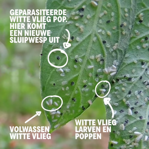 Witte vlieg bestrijden met Encarsia