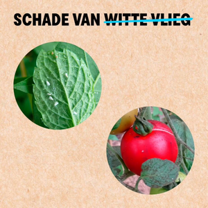 Witte vlieg bestrijden met Encarsia