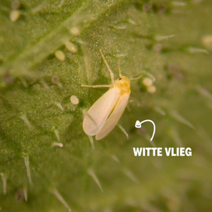 Witte vlieg bestrijden met Encarsia