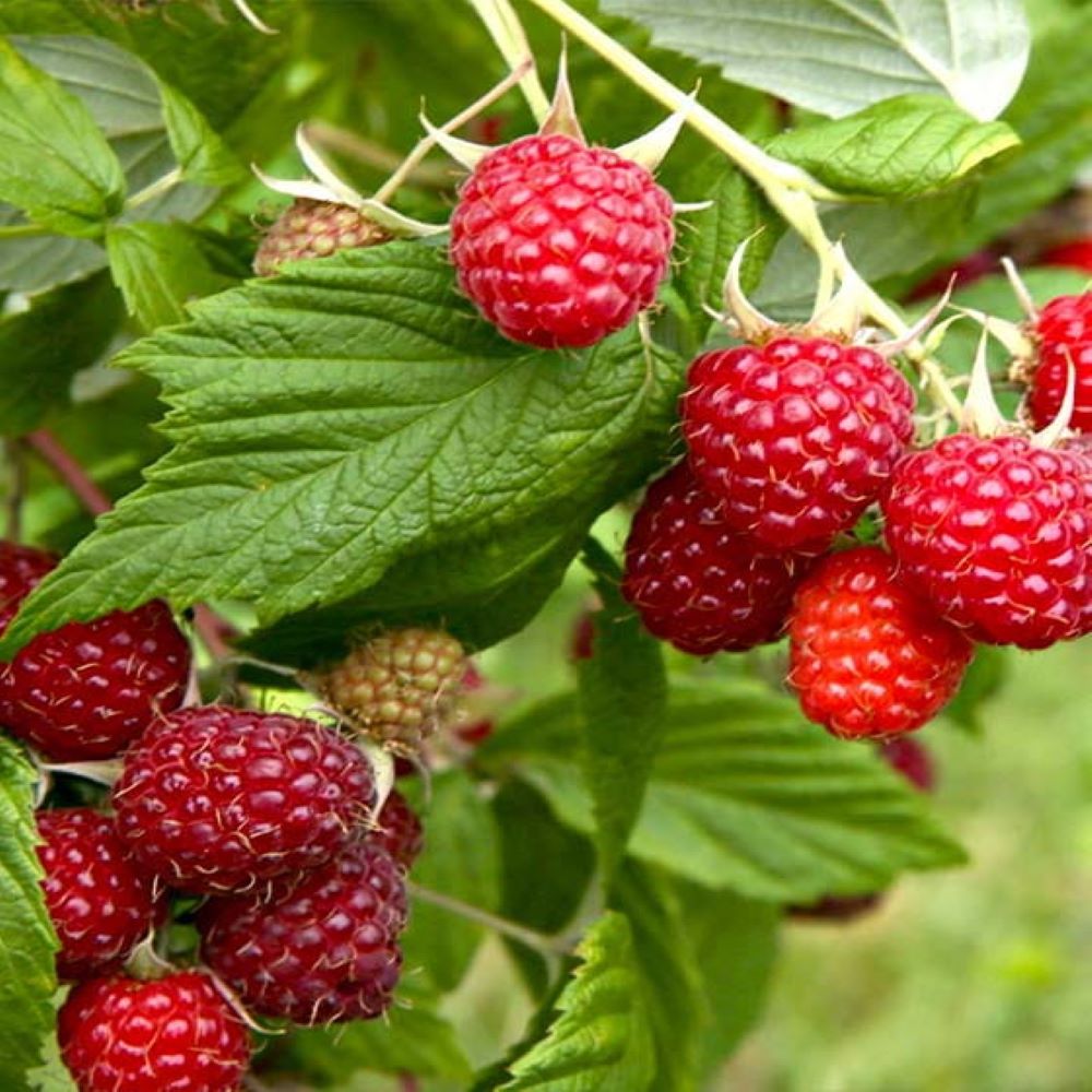 Framboise Rubus idaeus 'Enrosadira'® en pot de 2 litres