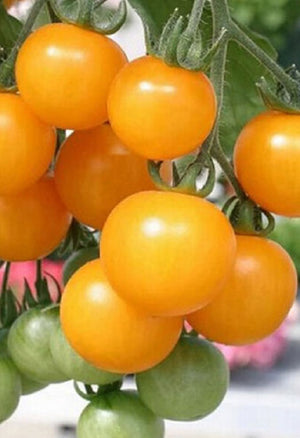 Kirschtomate Cereza Amarilla (gelb) im Topf 1 Pflanze