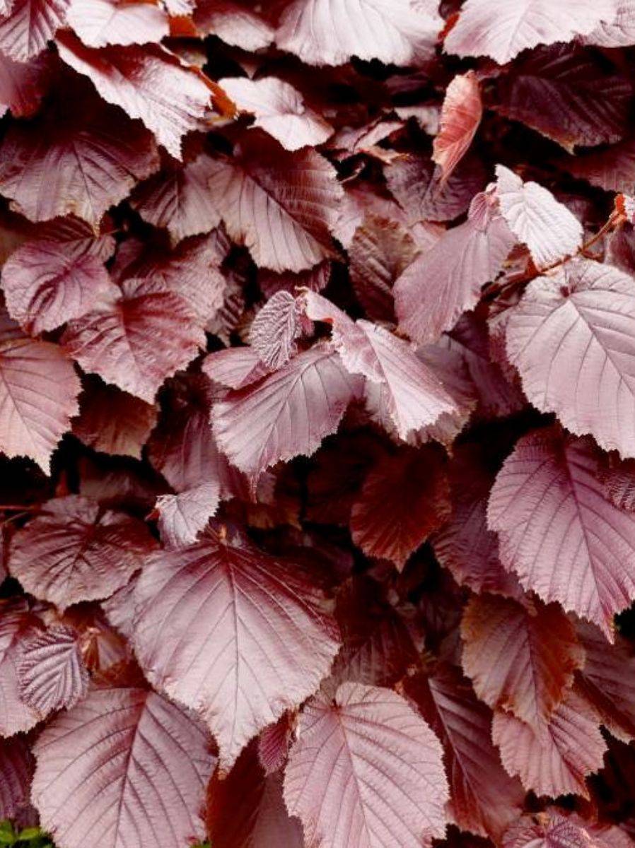 Rode beukhaag geen doorkijk (Fagus Sylvatica 'Atropunicea') - blote wortel - 100/125 cm