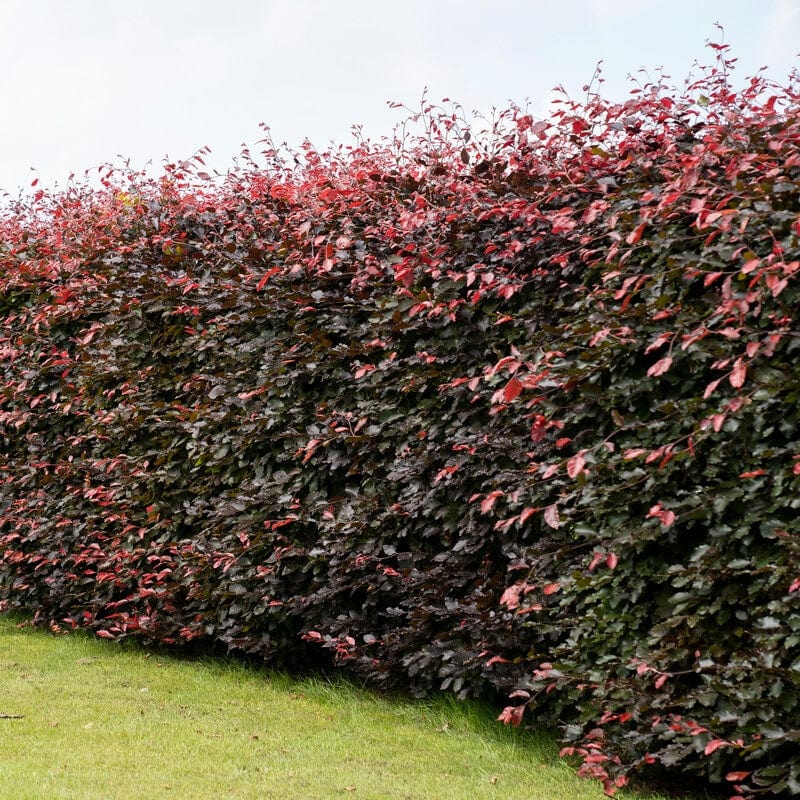 Haie de hêtre rouge sans vue (Fagus Sylvatica 'Atropunicea') - racine nue - 100/125 cm