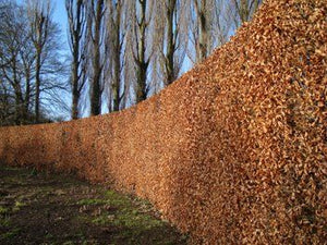 Rode beukhaag geen doorkijk (Fagus Sylvatica 'Atropunicea') - blote wortel - 60/80 cm