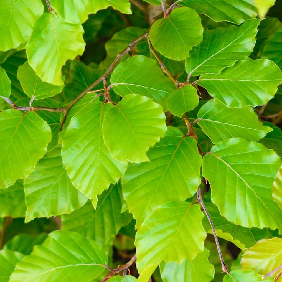 Haie de hêtre vert sans vue (Fagus Sylvatica) - racine nue - 100/125 cm