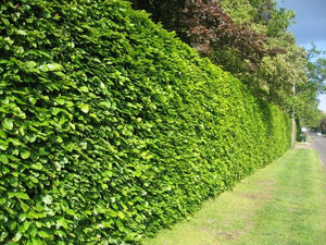 Groene beukhaag geen doorkijk (Fagus Sylvatica) - blote wortel - 80/100 cm