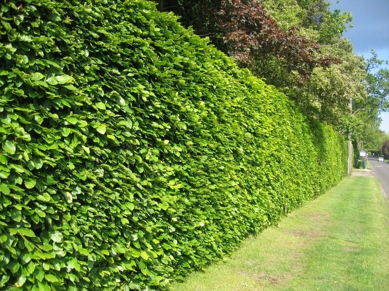 Grüne Buchenhecke ohne Aussicht (Fagus Sylvatica) – wurzelnackt – 100/125 cm