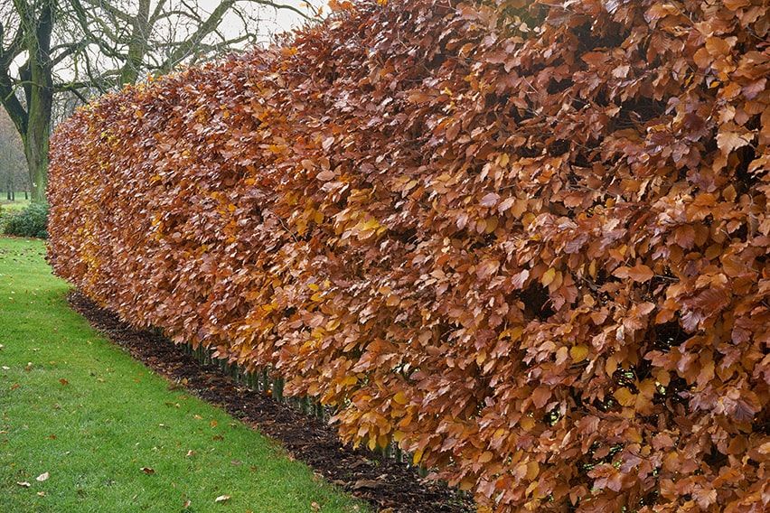 Grüne Buchenhecke ohne Aussicht (Fagus Sylvatica) – wurzelnackt – 125/150 cm