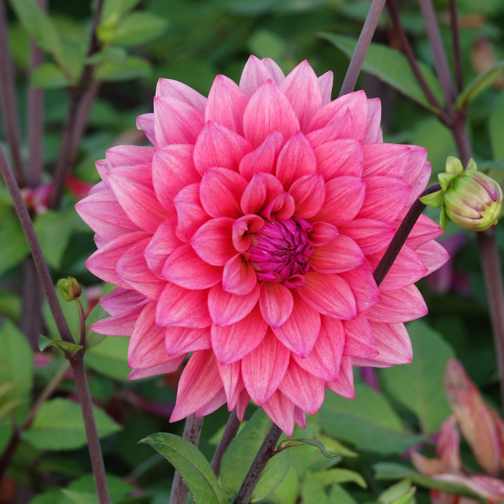 Dahlia 'Feline Yvonne'