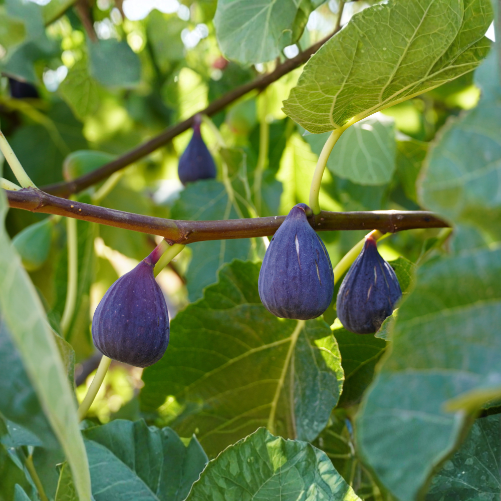 Fig tree 'Rode de Bordeaux'