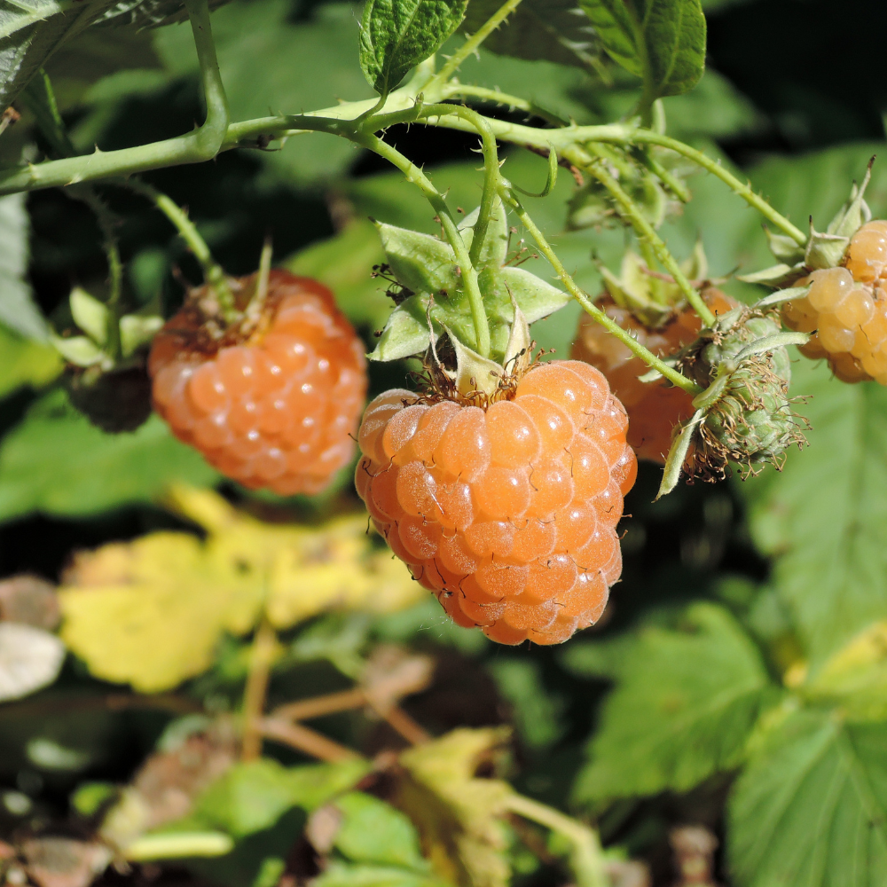 Late summer raspberry 'Golden Everest' BIO