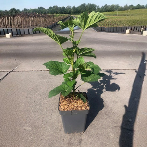 Frambozenboompje 'Raspberry Tower' - Zuilframboos