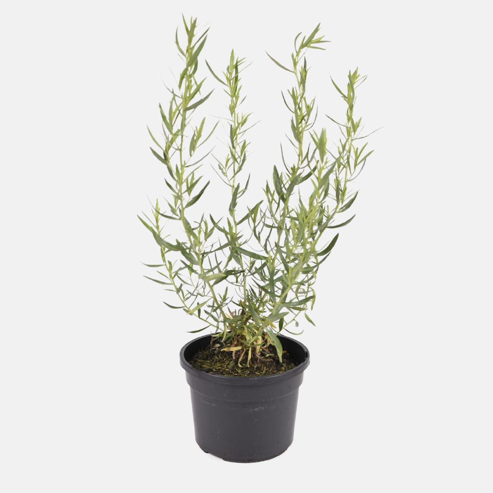 French tarragon (artemisia dracunculus) - 'Senior' BIO