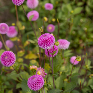 Dahlia 'Franz Kafka'
