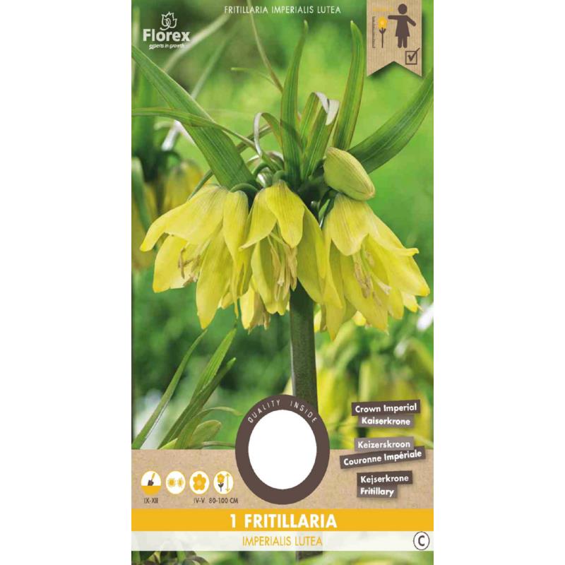 Fritillaria Imperialis (Couronne Impériale) Lutea 20/24 1 pièce