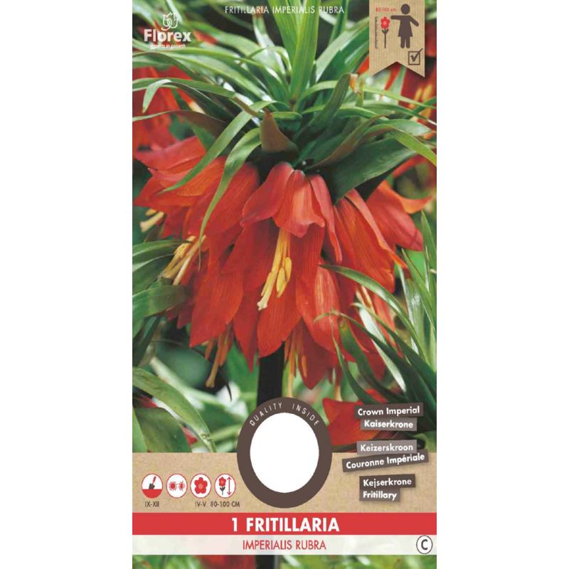 Fritillaria Imperialis (Couronne Impériale) Rubra 20/24 1 pièce