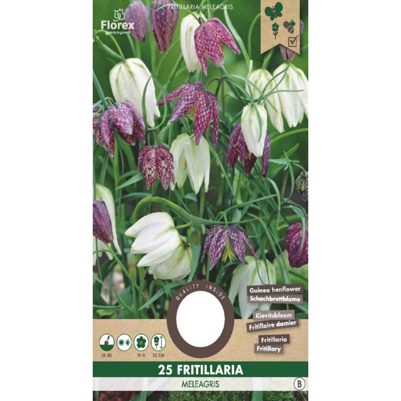 Fritillaria Meleagris (fleur de vanneau) 5/6 25 pièces